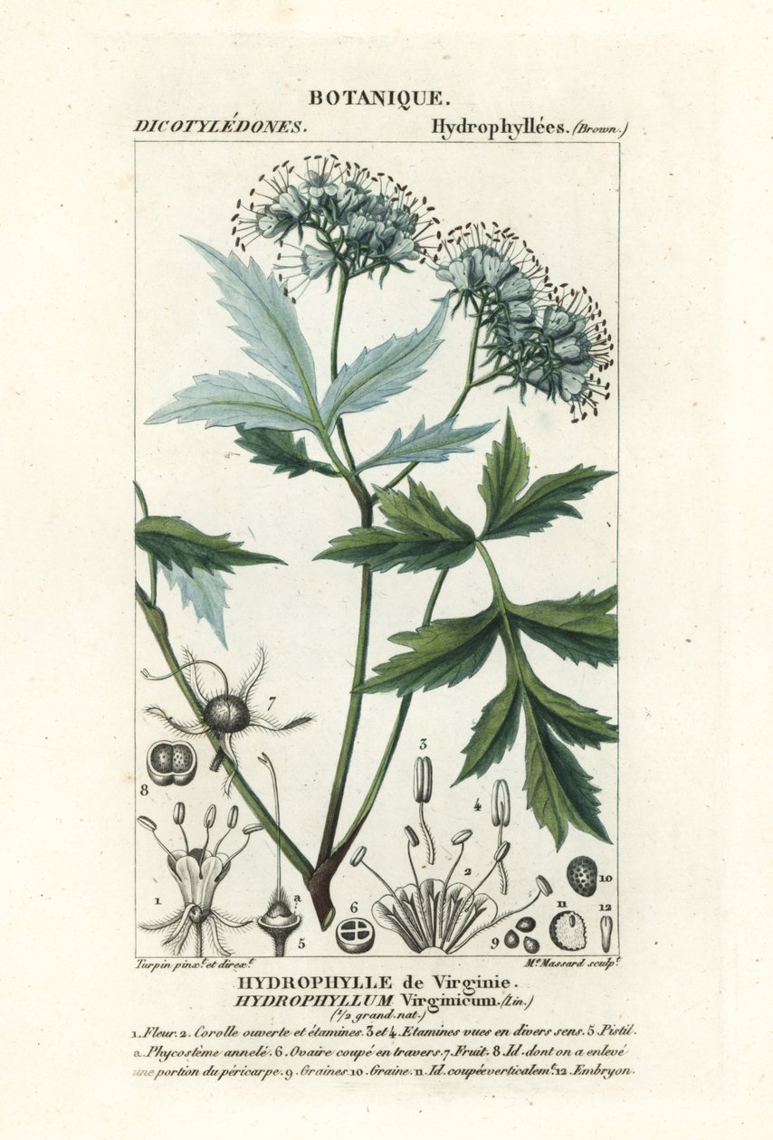 Virginia vattenblad, Hydrophyllum virginianum av Stanghi Stanghi