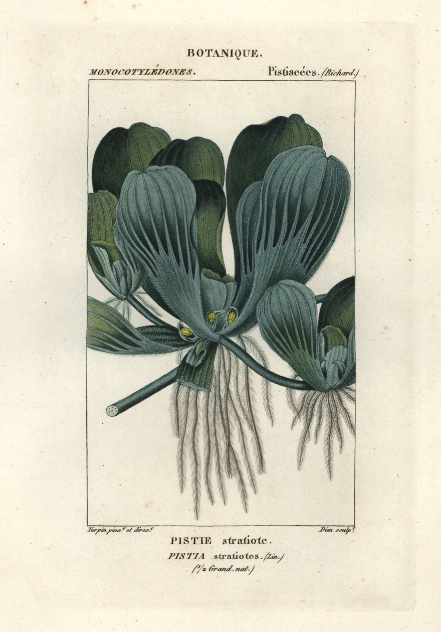 Vattensallat eller nilkål, Pistia stratiotes av Stanghi Stanghi
