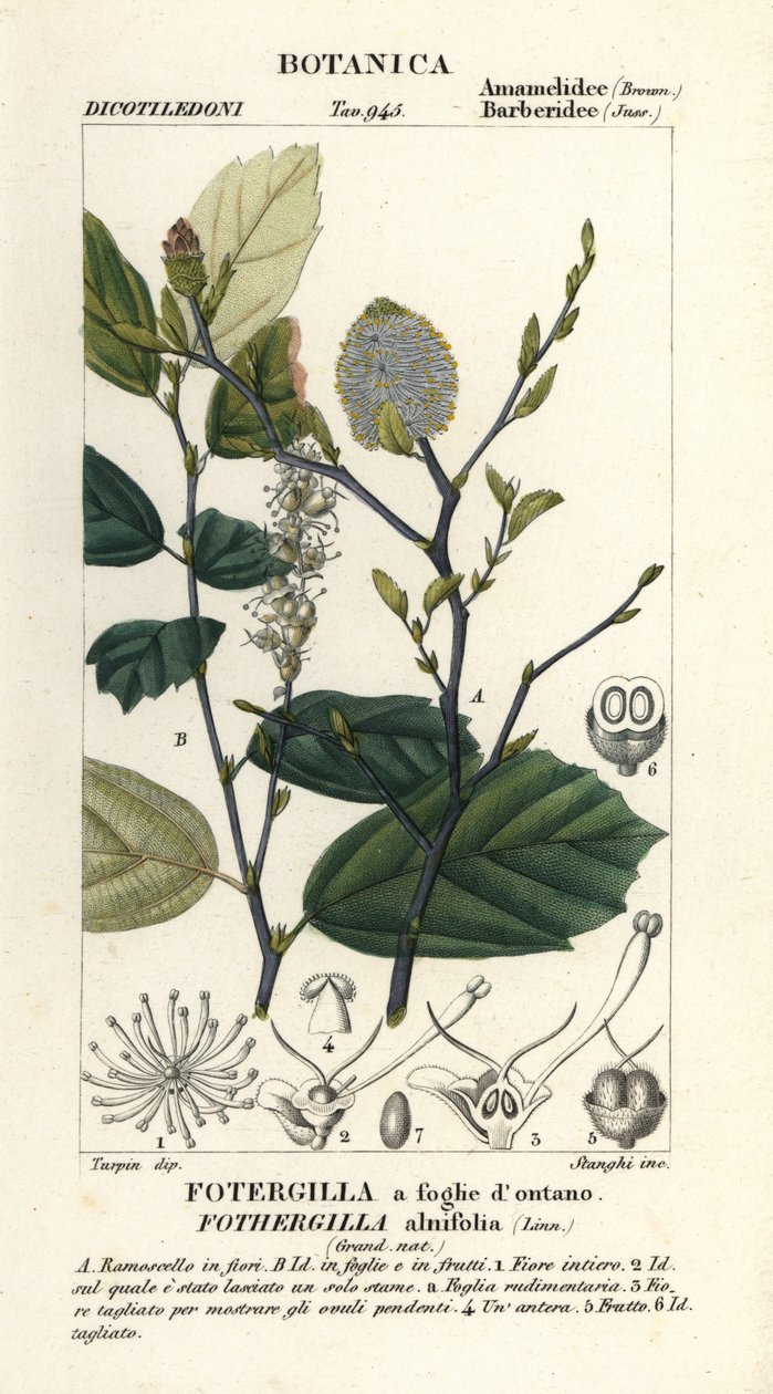 Häxfläder, Fothergilla gardenii av Stanghi Stanghi
