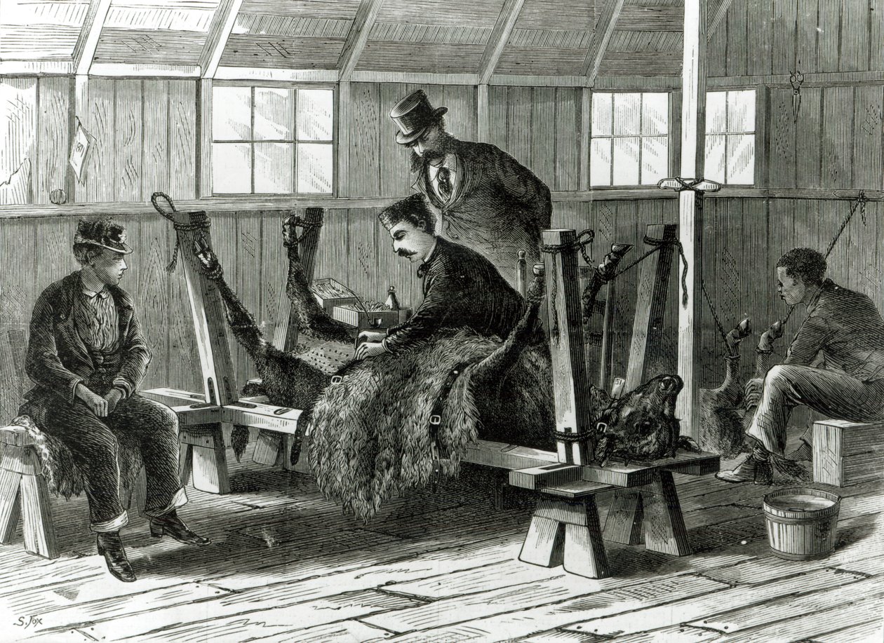 Tar virus från kalven, illustration från 