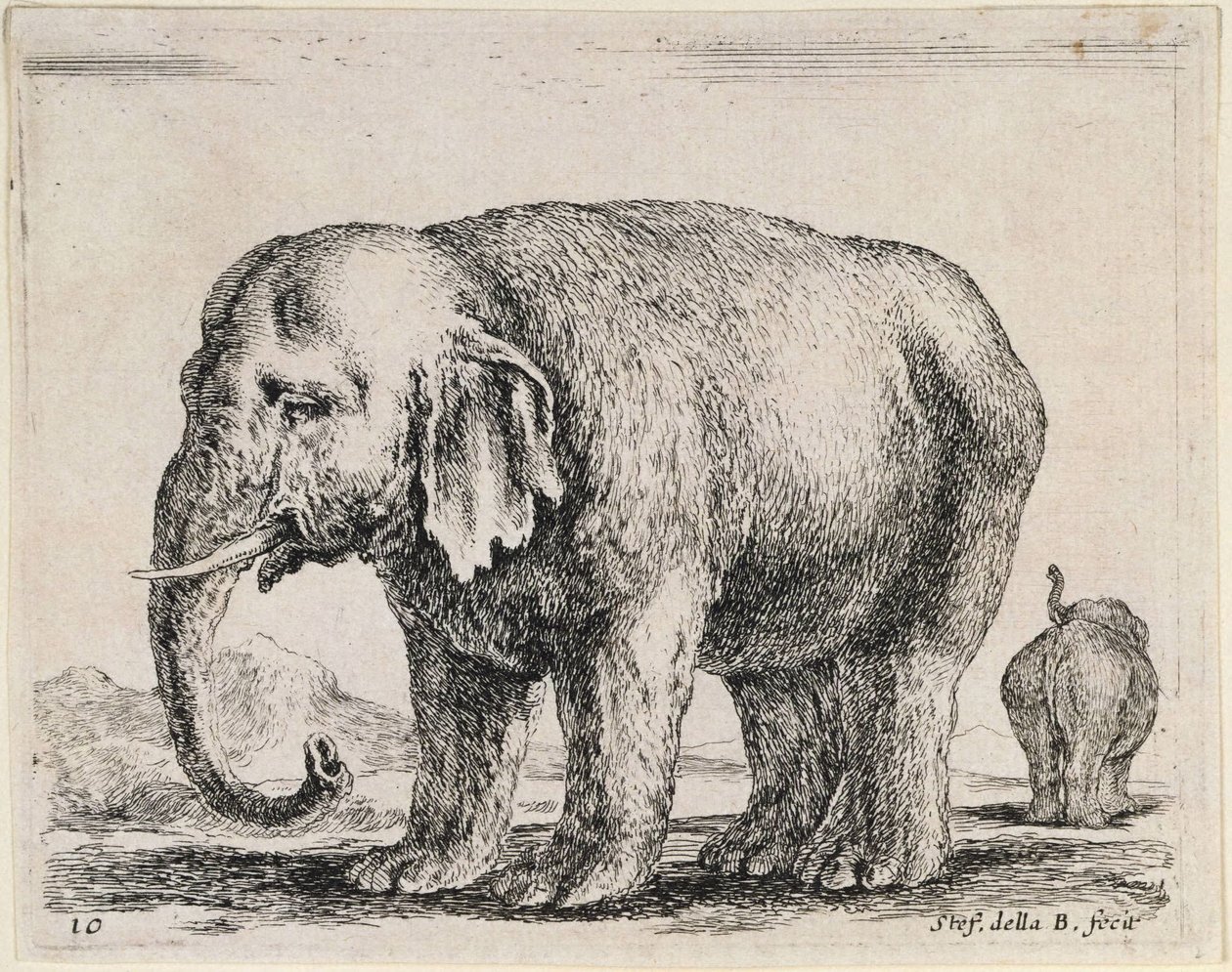 Elefant av Stefano della Bella