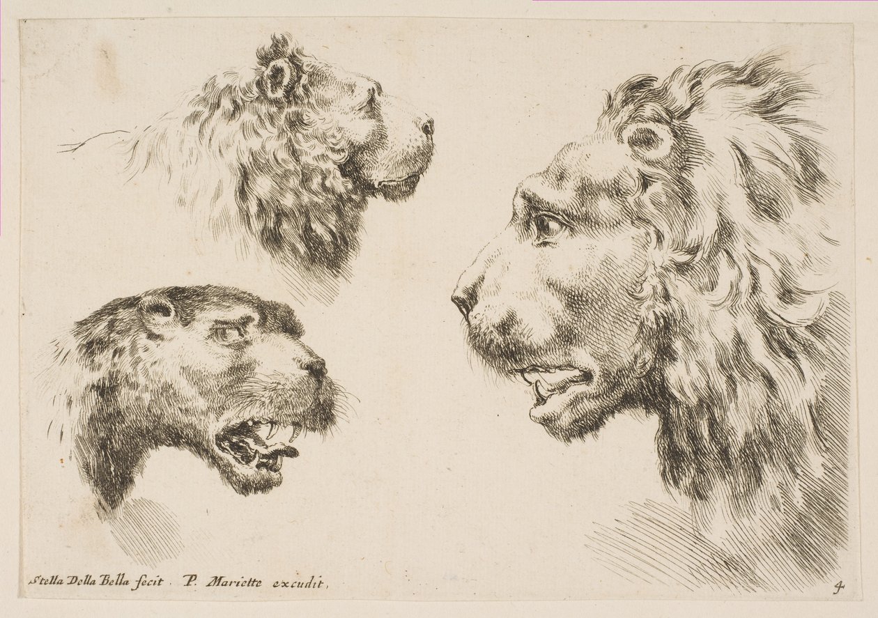 Heads of Three Lions, ca. 1641. av Stefano della Bella