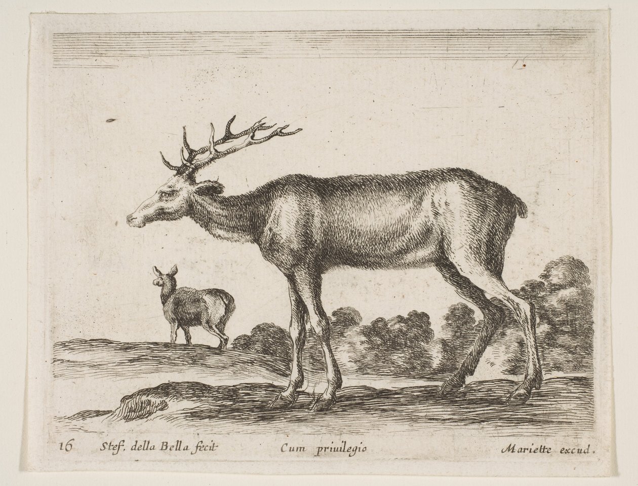 Tallrik 16: hjort, från Diverse djur Diversi animali, ca. 1641. av Stefano della Bella