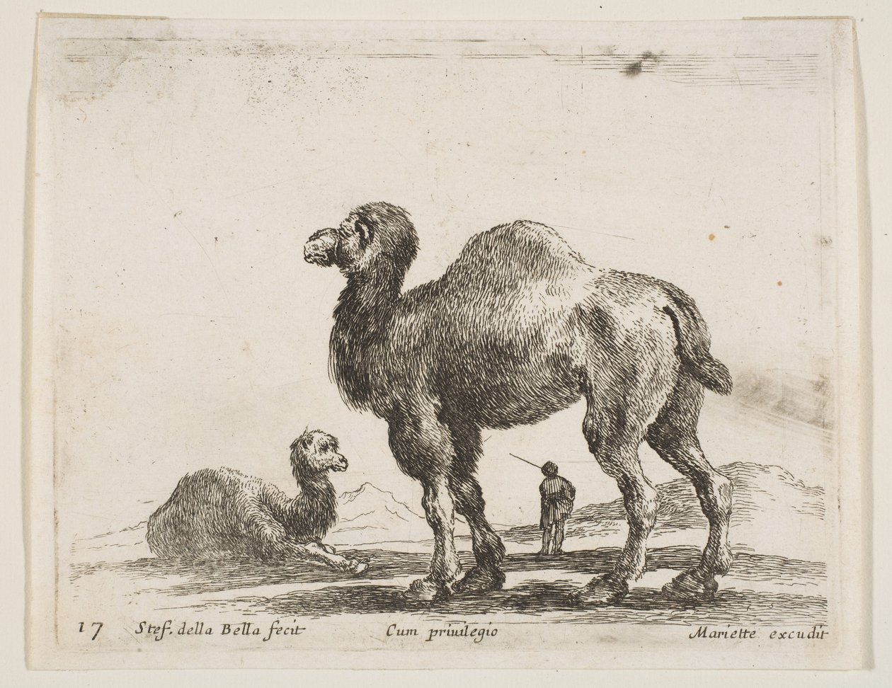 Tavla 17: kameler, från Diverse djur Diversi animali, ca. 1641. av Stefano della Bella