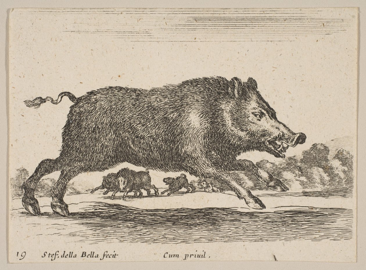Tavla 19: vildsvin, från Diverse djur Diversi animali, ca. 1641. av Stefano della Bella