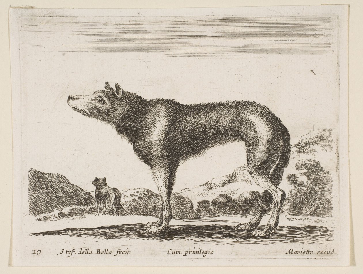 Tallrik 20: varg, från Diverse djur Diversi animali, ca. 1641. av Stefano della Bella