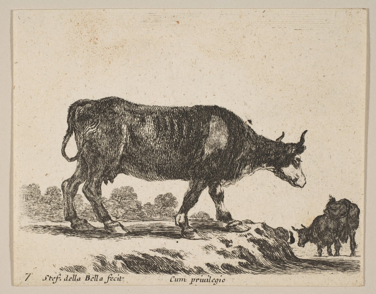 Tallrik 7: ko, från Diverse djur Diversi animali, ca. 1641. av Stefano della Bella