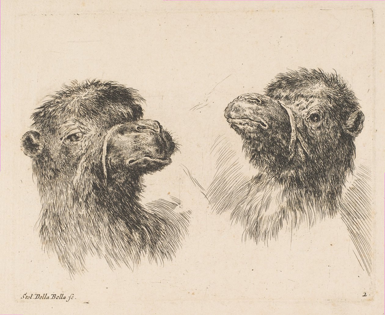Två kamelhuvuden, ca. 1641. av Stefano della Bella
