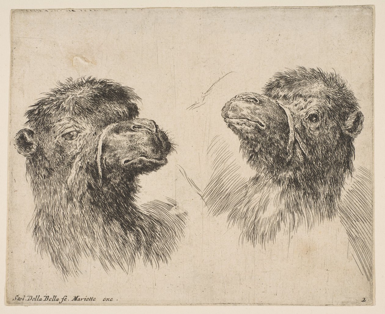 Två kamelhuvuden, ca. 1641. av Stefano della Bella