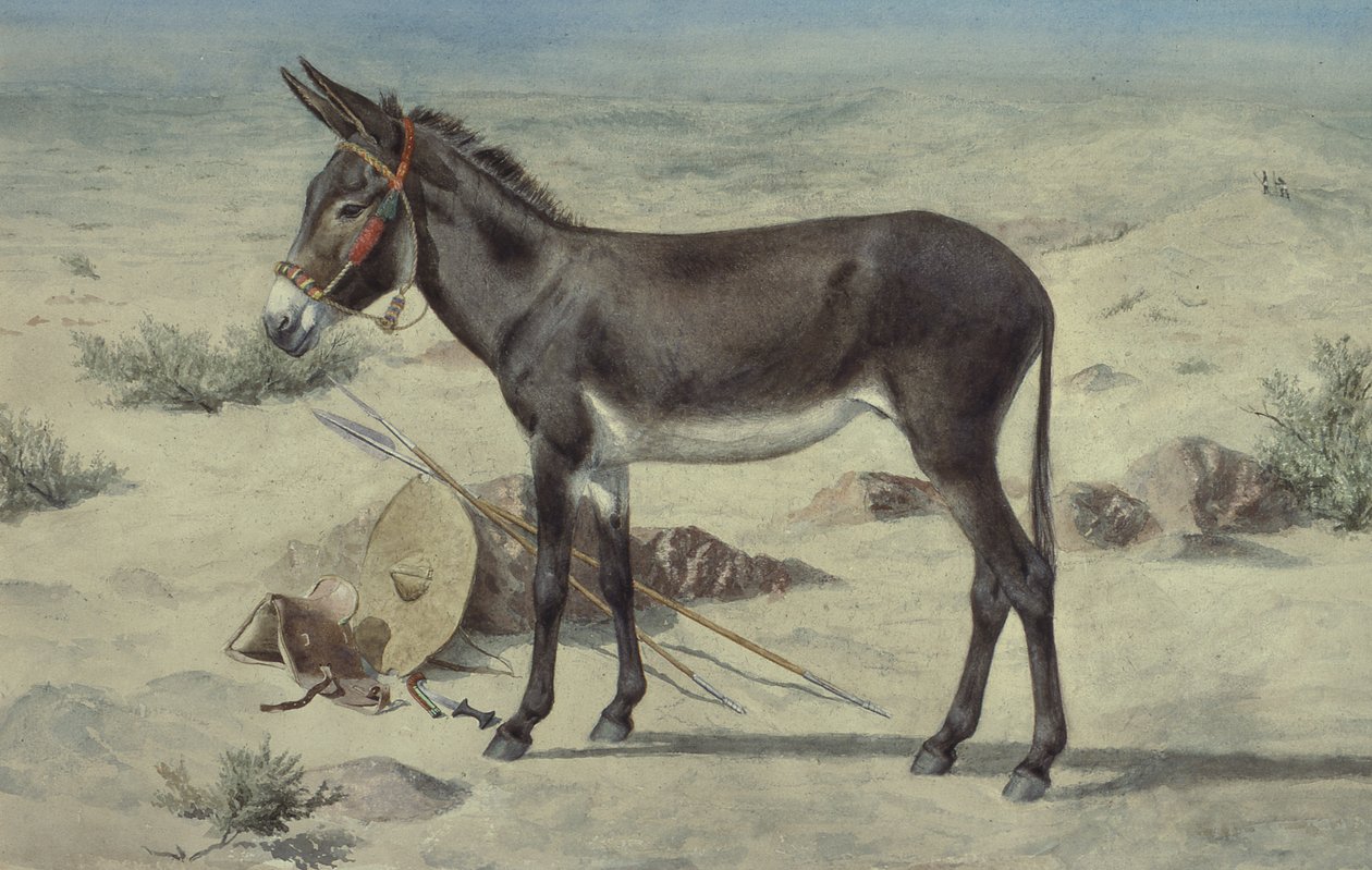 Studier av djur (S.Ex.3-1885) av Stephen Briggs Carlil
