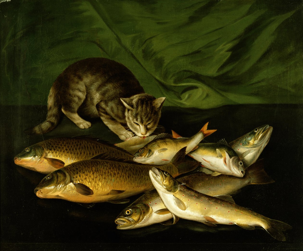 En katt med öring, abborre och karp på en ledge av Stephen Elmer