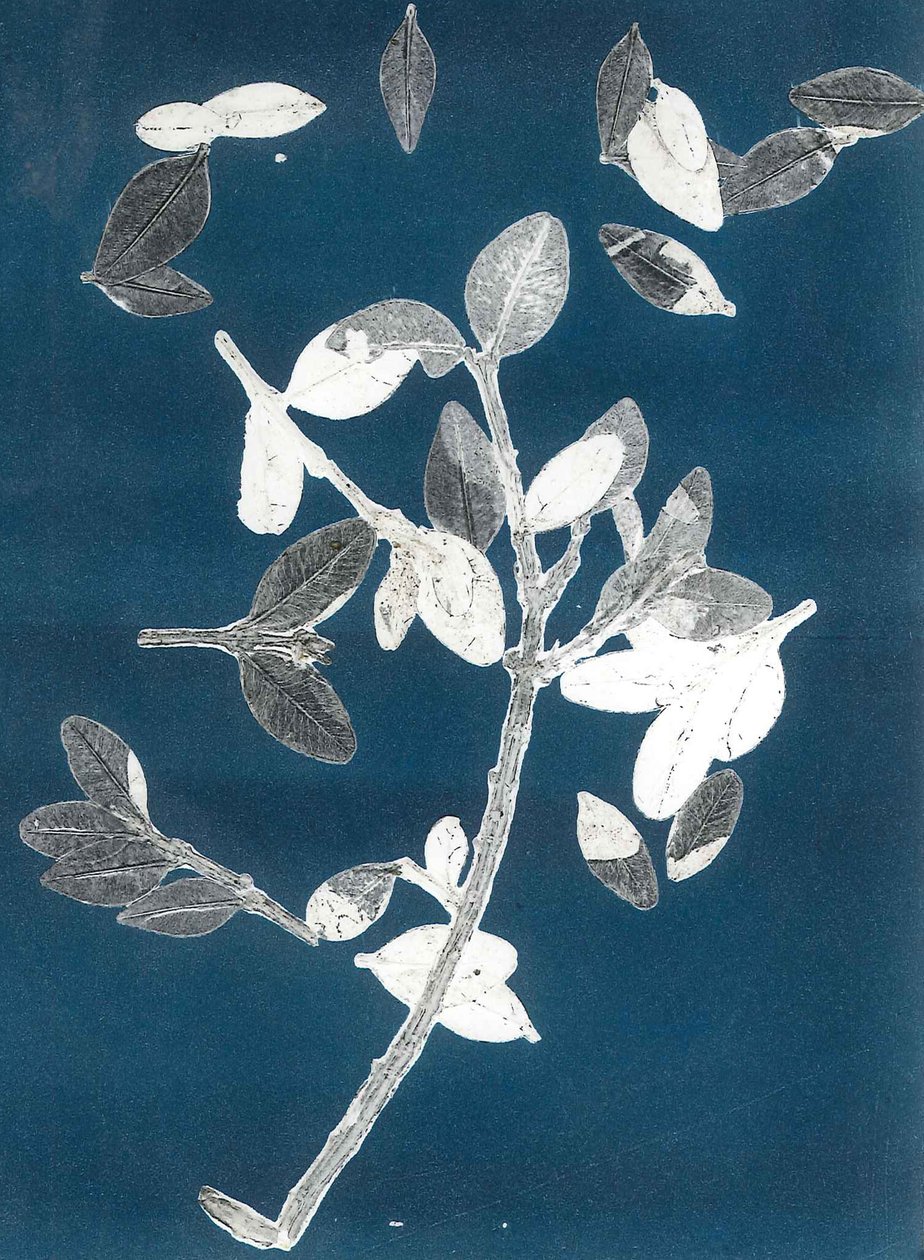Midnight Garden II, 2015 (monoprint på papper) av Stephen Dow
