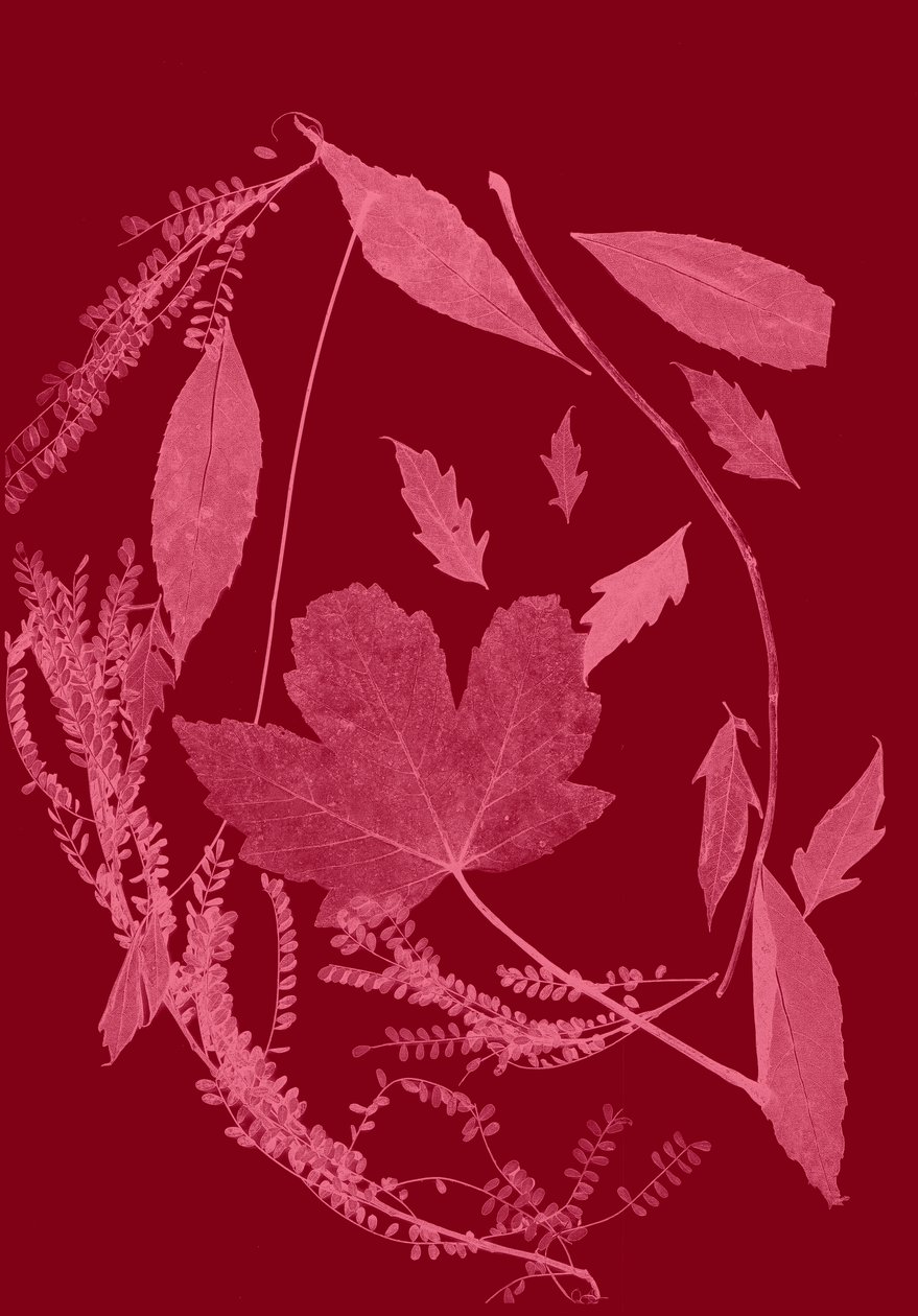 Red Foliage, 2017 (digital) av Stephen Dow