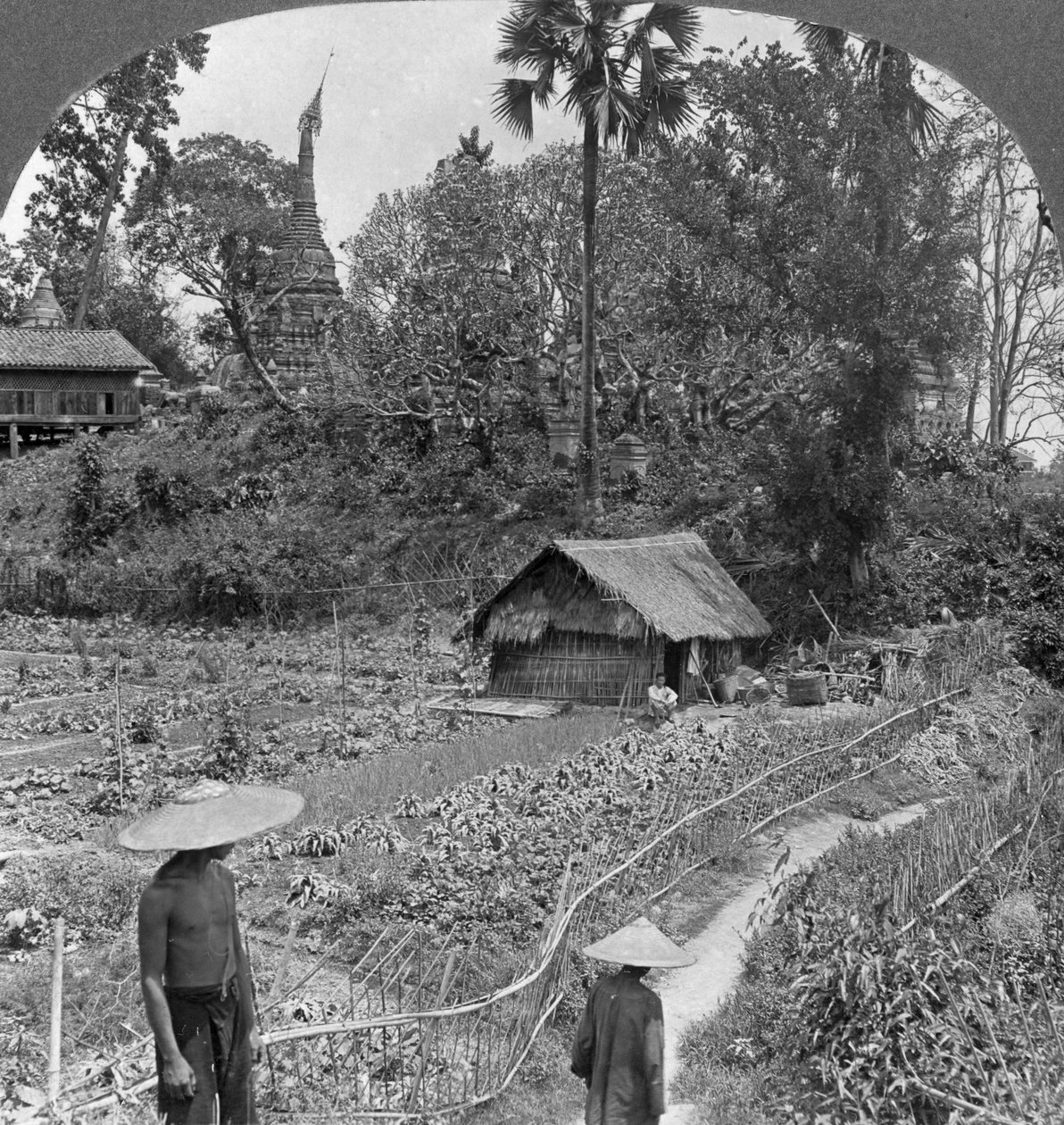 En grönsaksträdgård mitt bland pagoder, Bhamo, Burma, 1908 av Stereo Travel Co