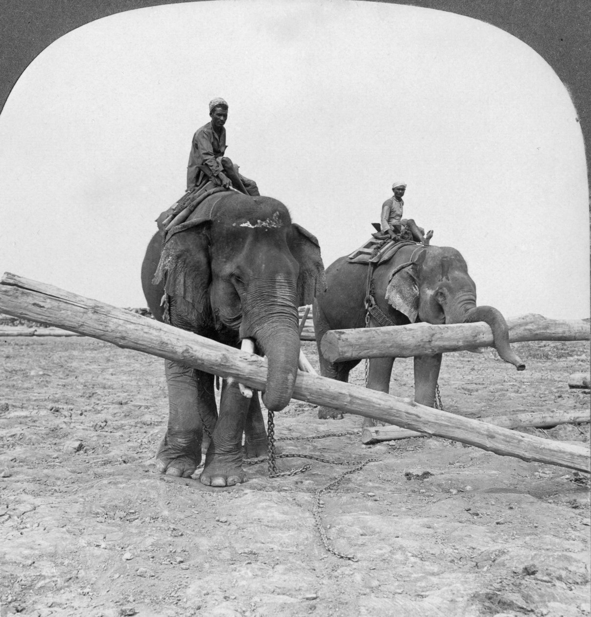 Elefanter som arbetar på en timmergård, Rangoon, Burma, 1908 av Stereo Travel Co