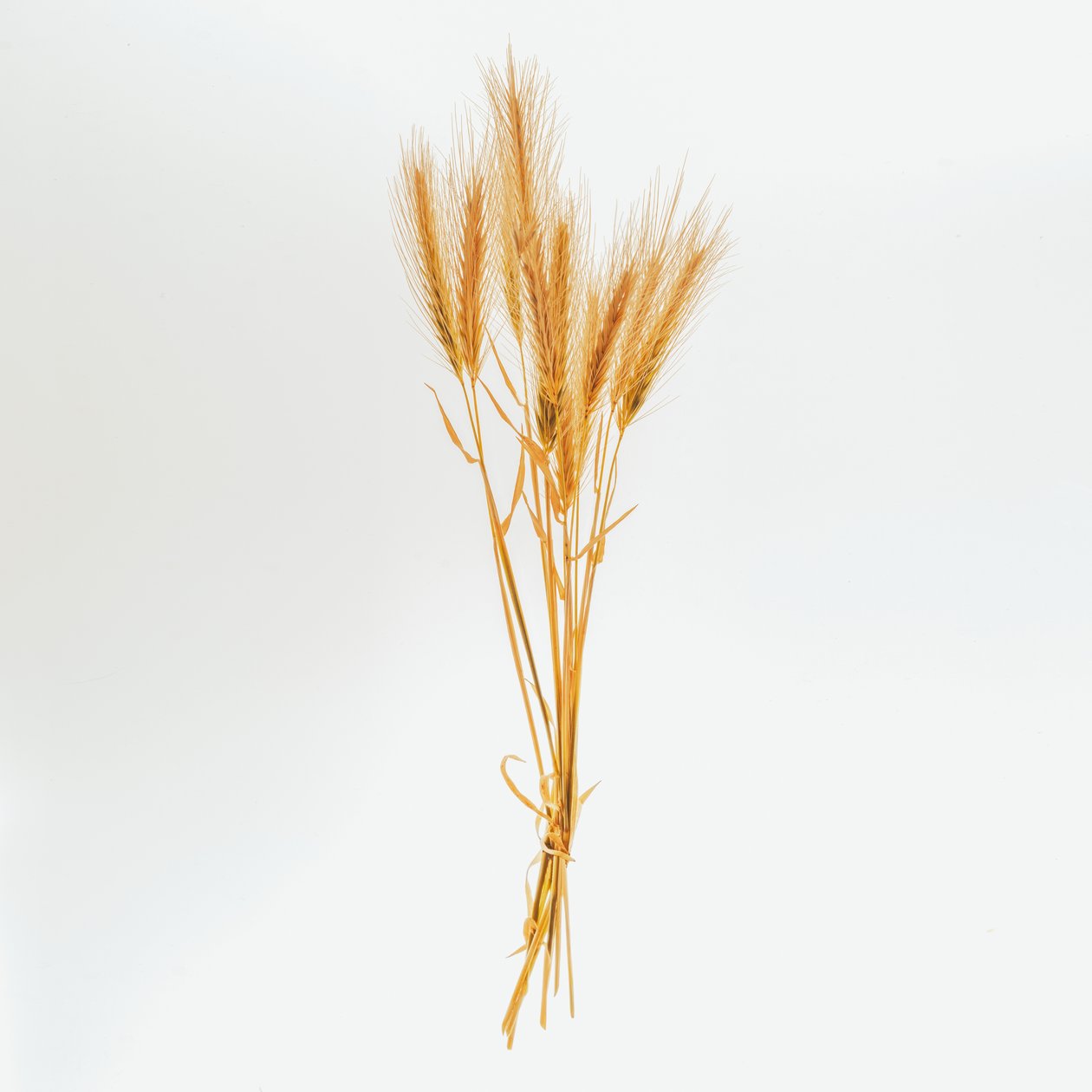 Barley No. 01, 2020 (foto) av Steve Gallagher