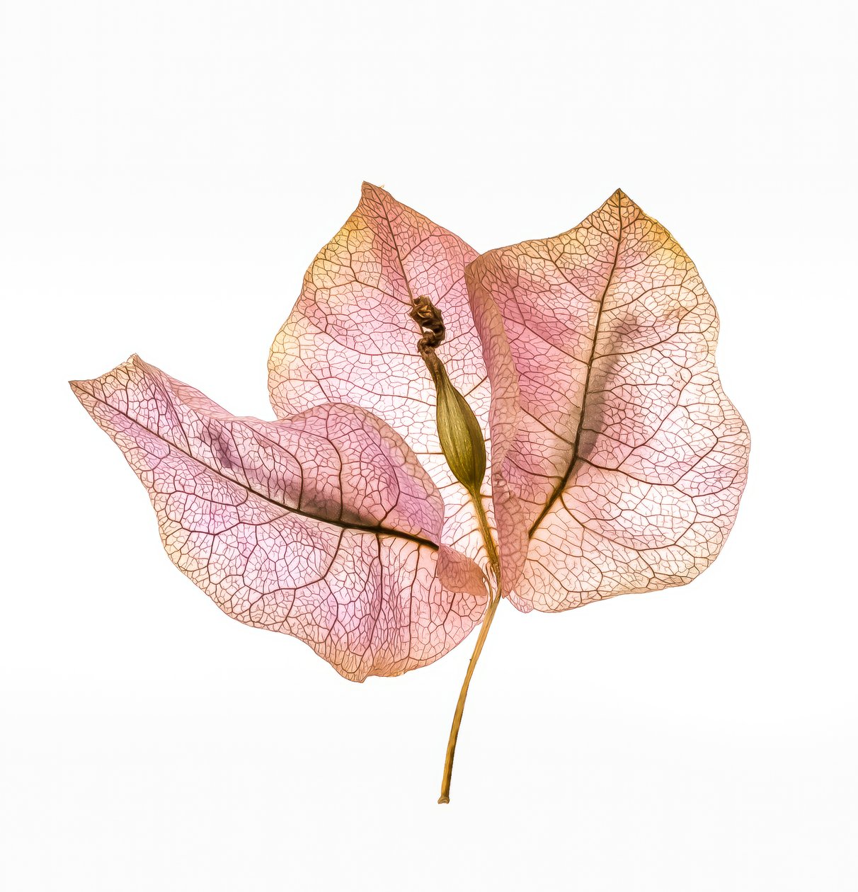 Bougainvillea Bract No. 01, 2020 (foto) av Steve Gallagher