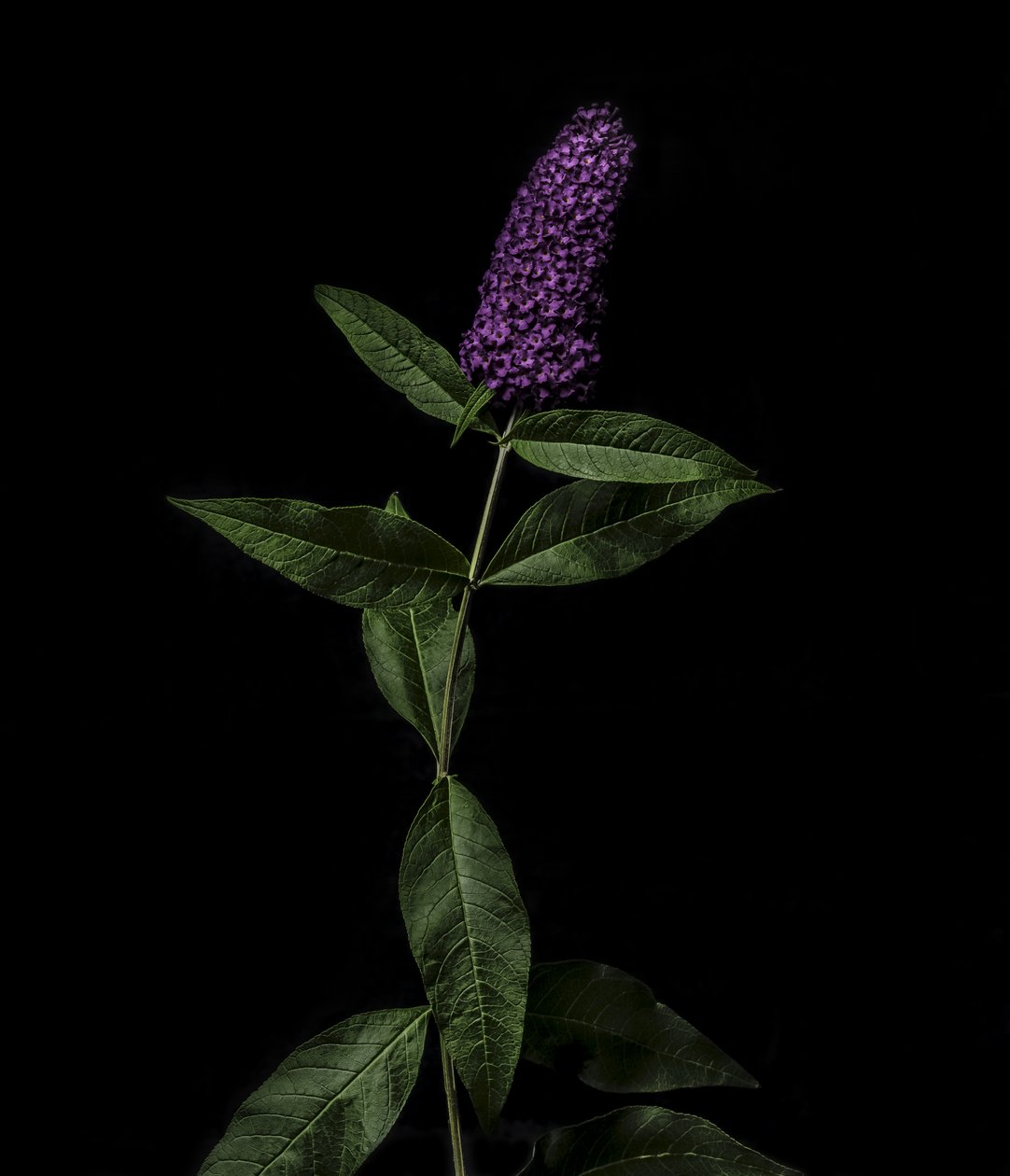 Lila Buddleja, 2020 (foto) av Steve Gallagher