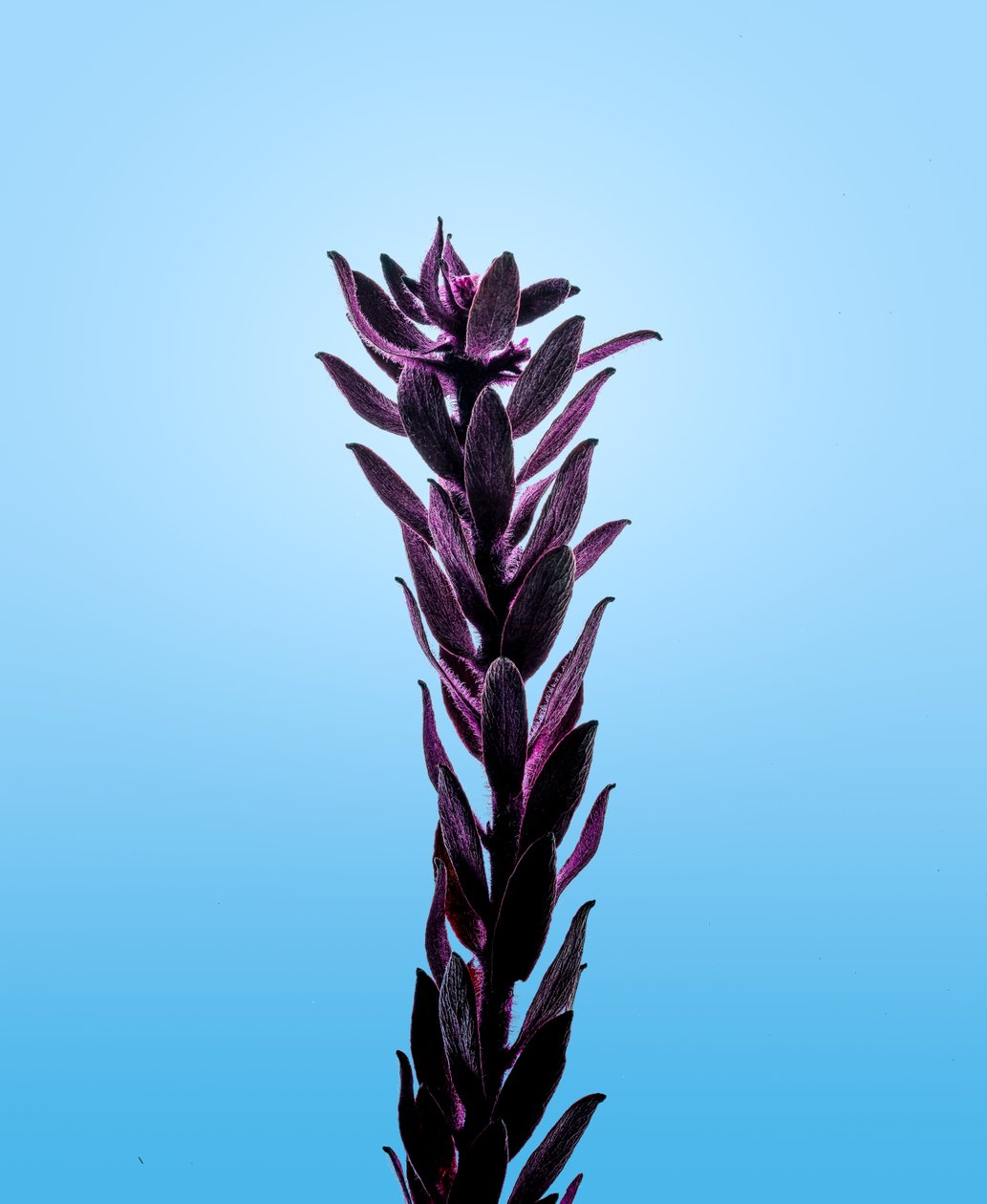 Purpurfärgad Elodea, 2021 (foto) av Steve Gallagher