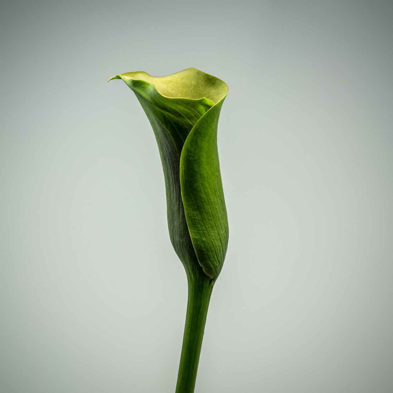 Enstaka grön Calla Lily, 2020 (foto) av Steve Gallagher