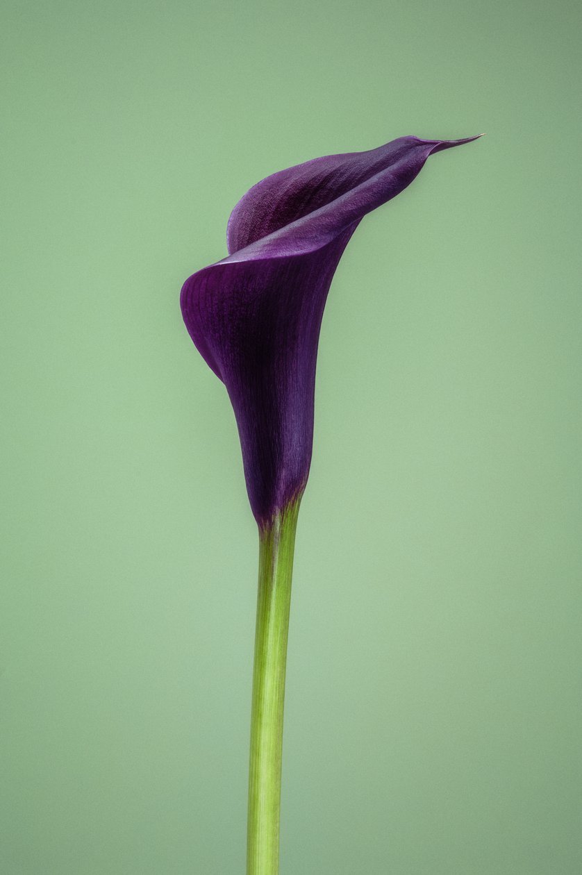 Enstaka lila Calla Lily, 2021 (foto) av Steve Gallagher