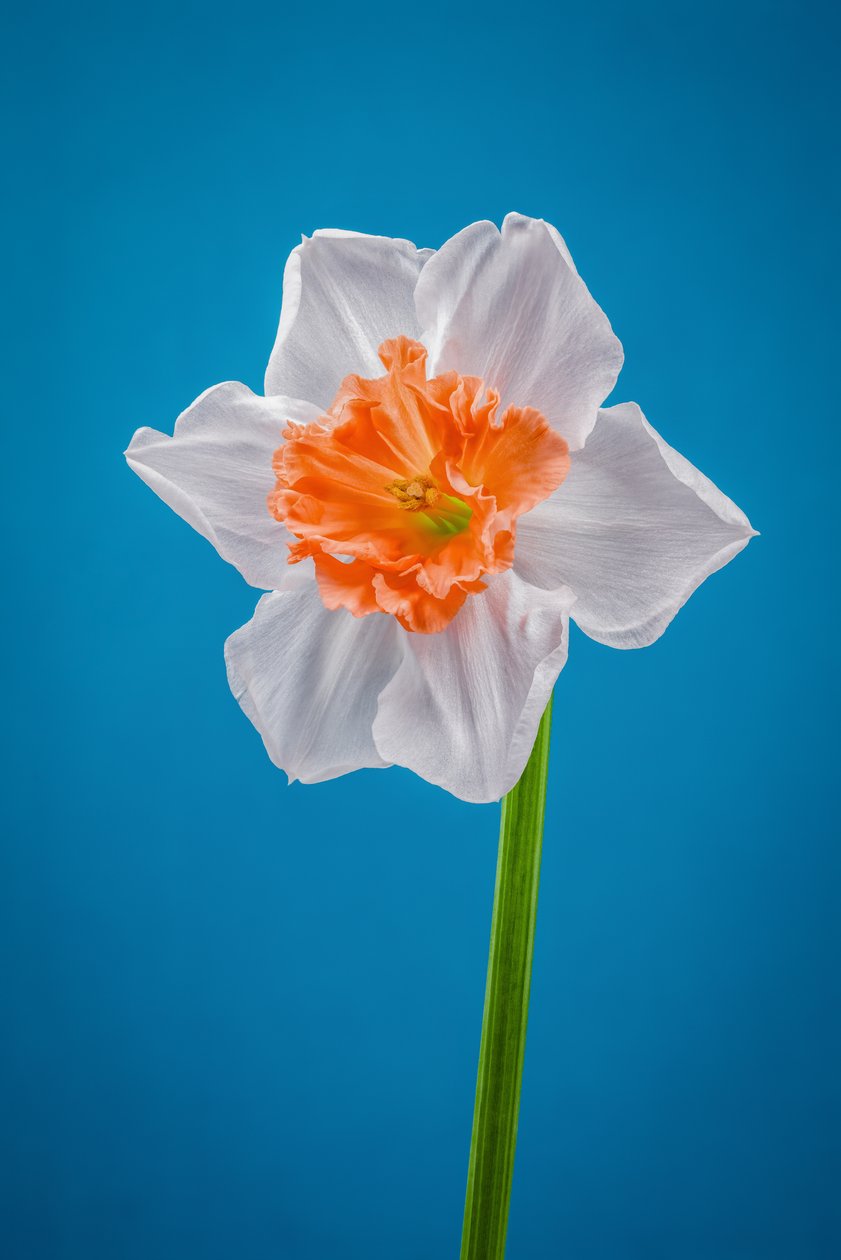 Vit och orange påsklilja, 2021 (foto) av Steve Gallagher