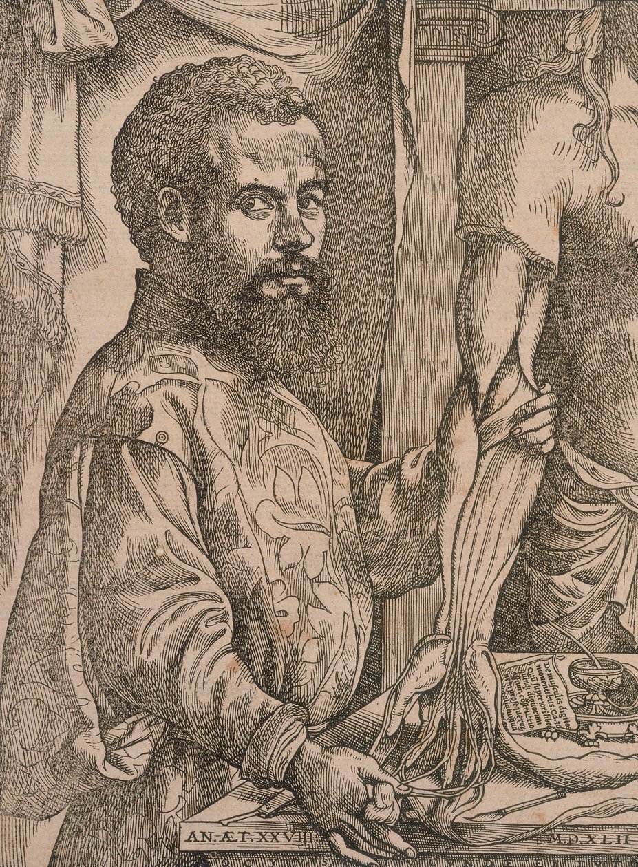 Andreas Vesalius dissekerar musklerna i underarmen på ett kadaver, 1543. av Steven van Calcar