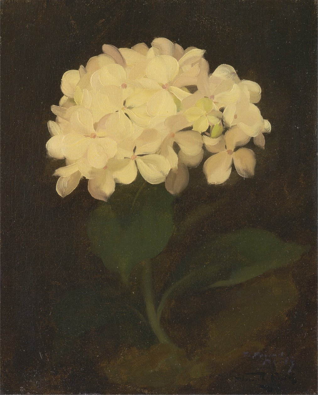 White Hydrangea av James Stuart Park