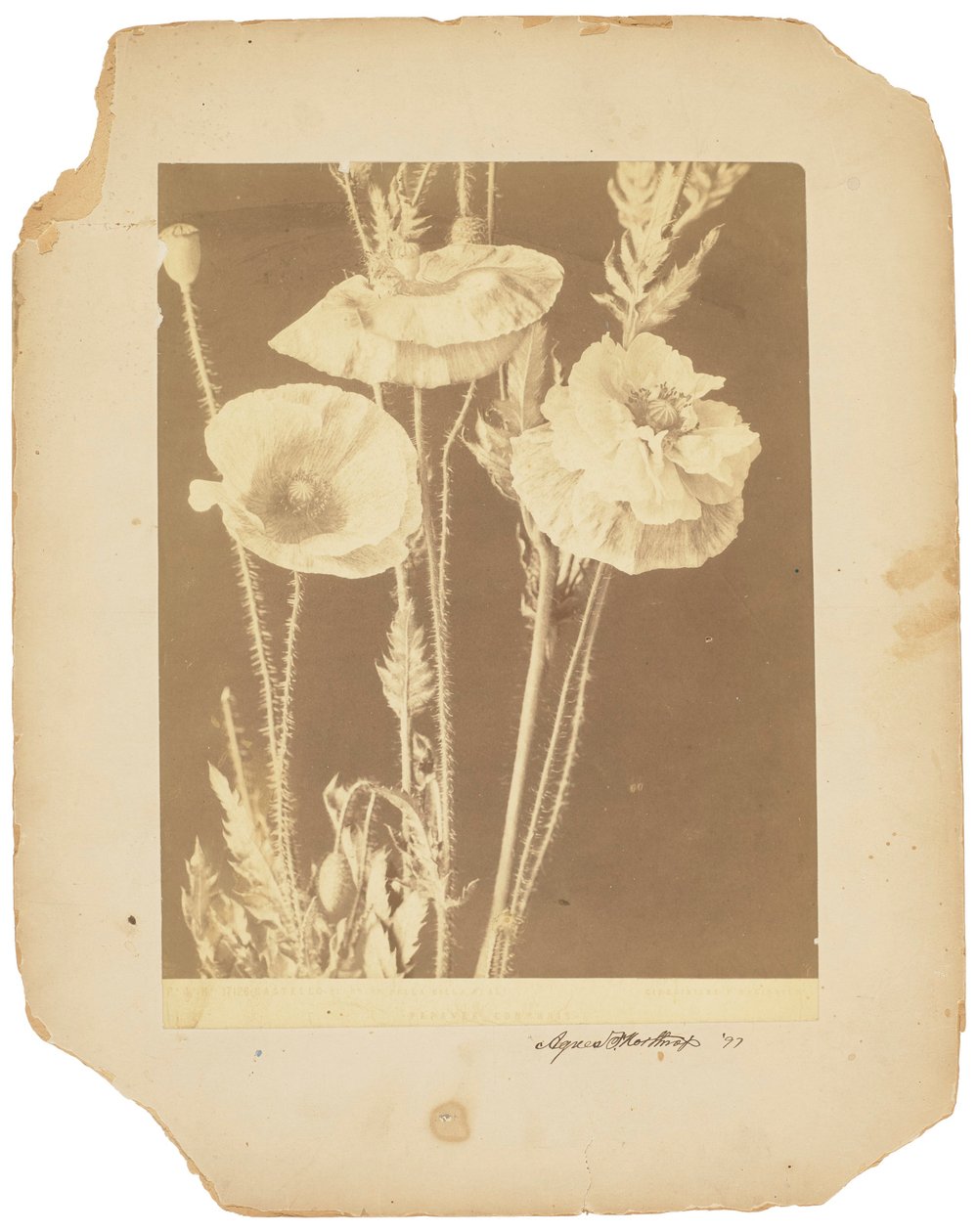 Vallmo, ca 1898-1920 (svartvitt foto) av Studios Tiffany