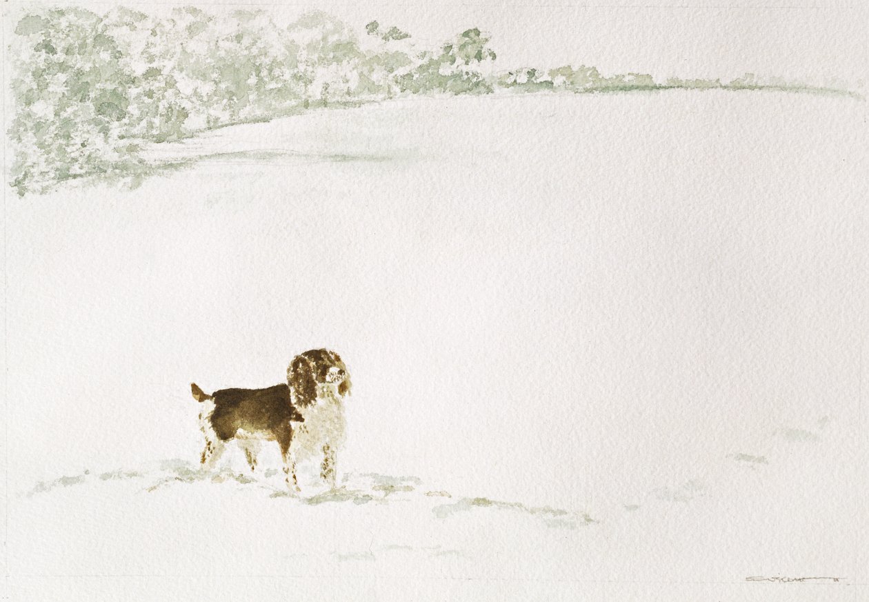Springer Spaniel i snön av Suzi Kennett