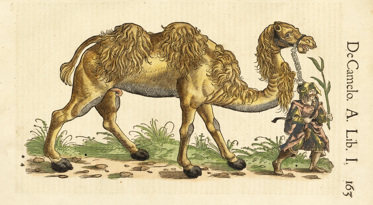 Bactrian Camel från Historiae Animalium, av Conrad Gessner (1516 - 1565), ca. 1551-58 (handfärgat träsnitt) av Swiss School