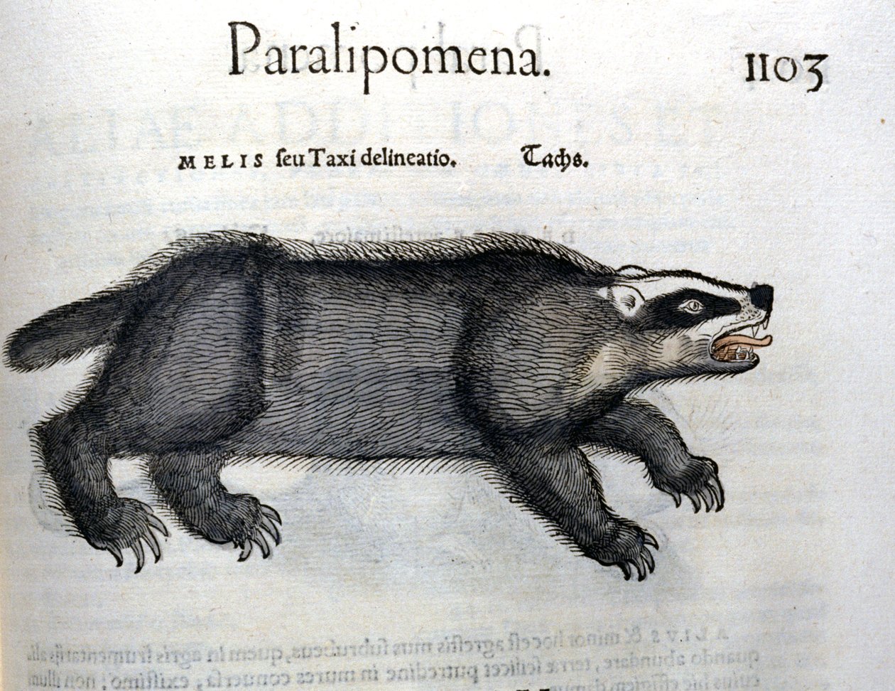 Grävling, illustration från 