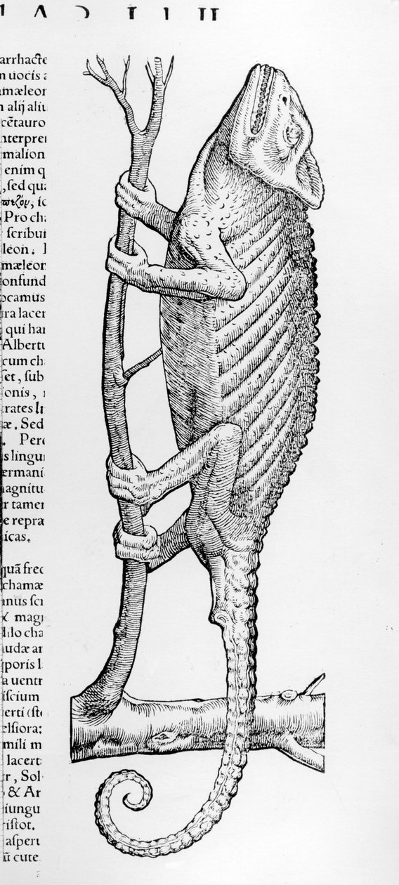 Kameleont, illustration från 