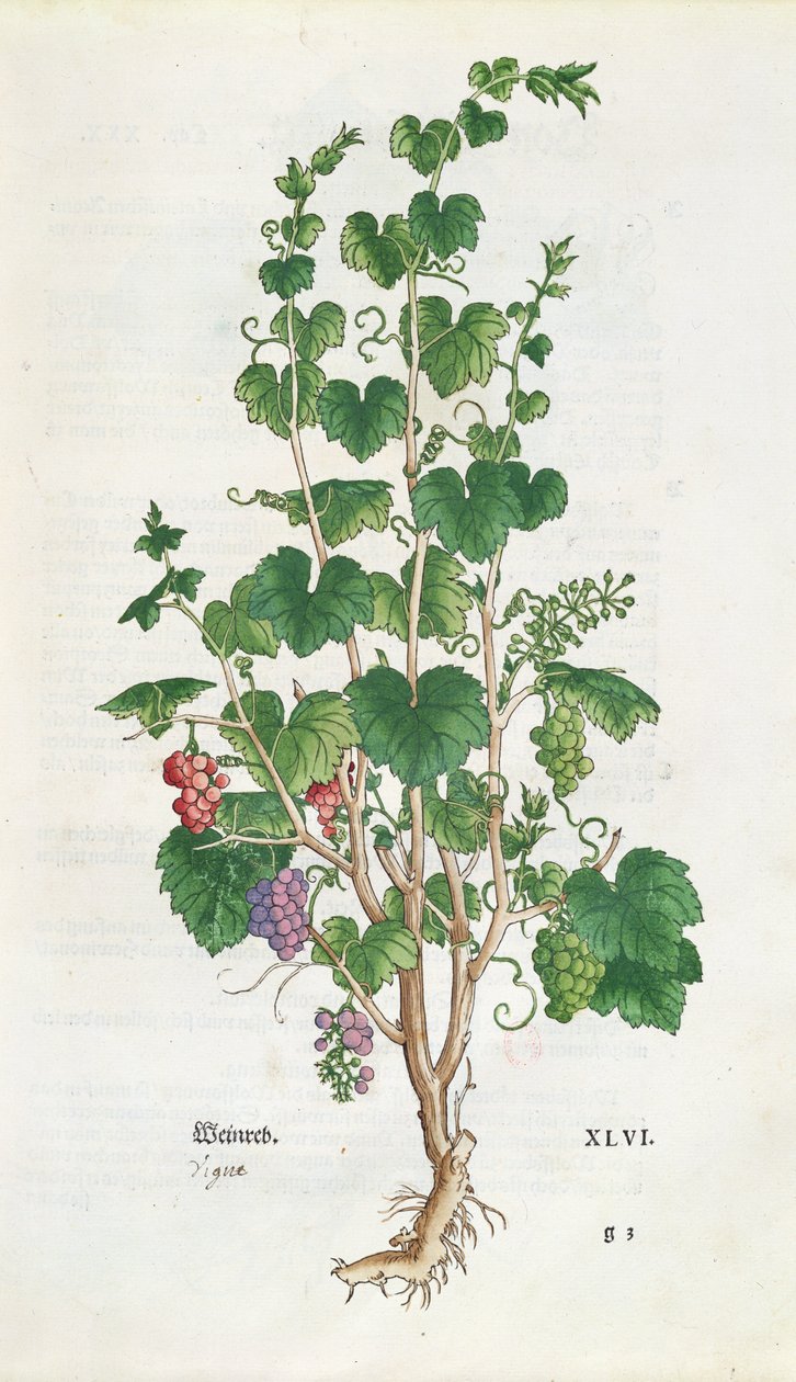 Grape Vine (Vitis Vinifera) botanisk tallrik från De Historia Stirpium av Leonard Fuchs (1501-66) 1543 av Swiss School