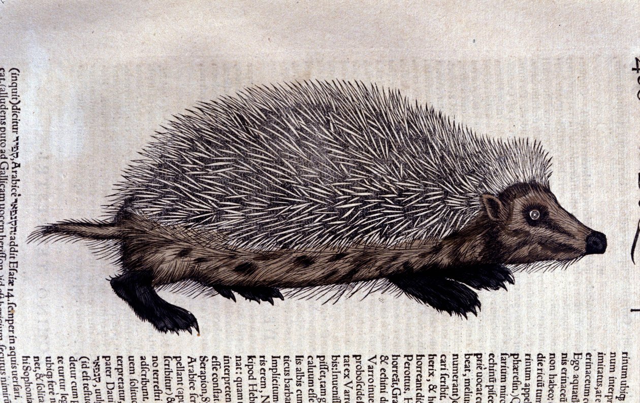 Igelkott, illustration från 