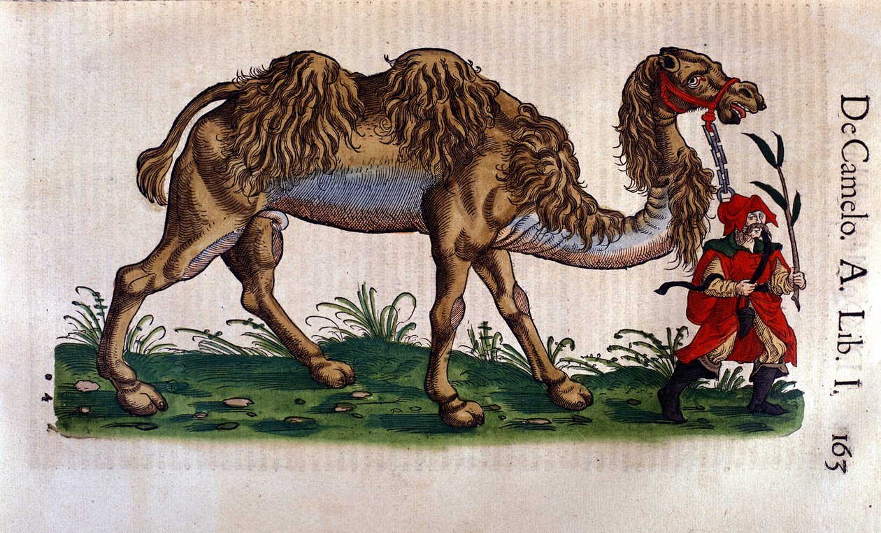 Representation of a Camel, illustration från 