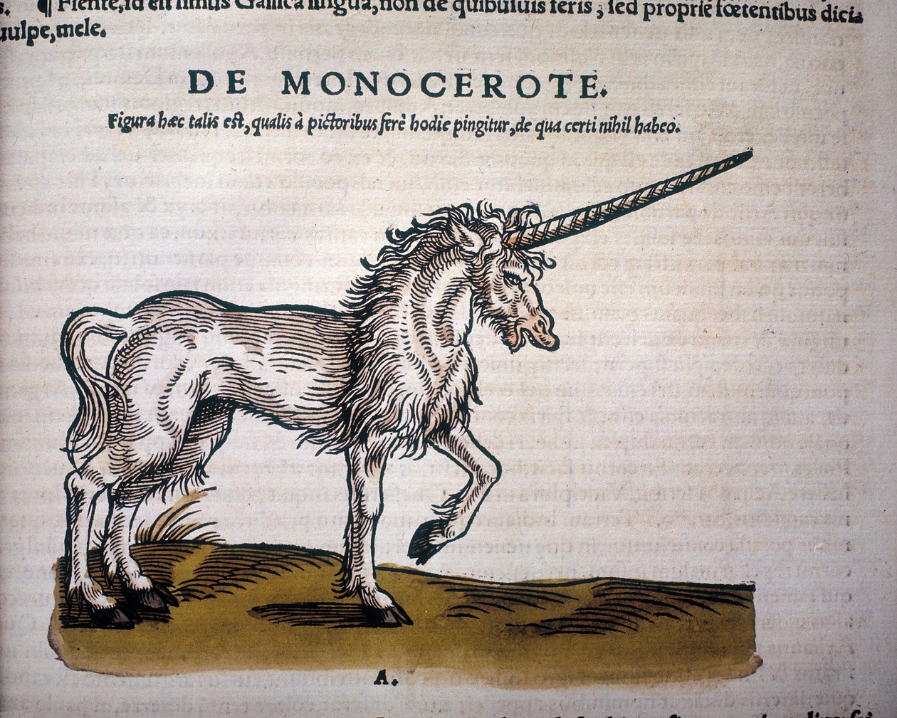 Enhörning, illustration från 