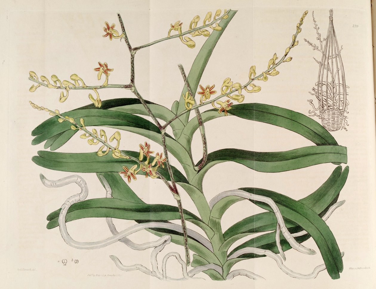 Illustration of Cleisostoma paniculatum (as syn. Aerides paniculata) av Sydenham Teast Edwards