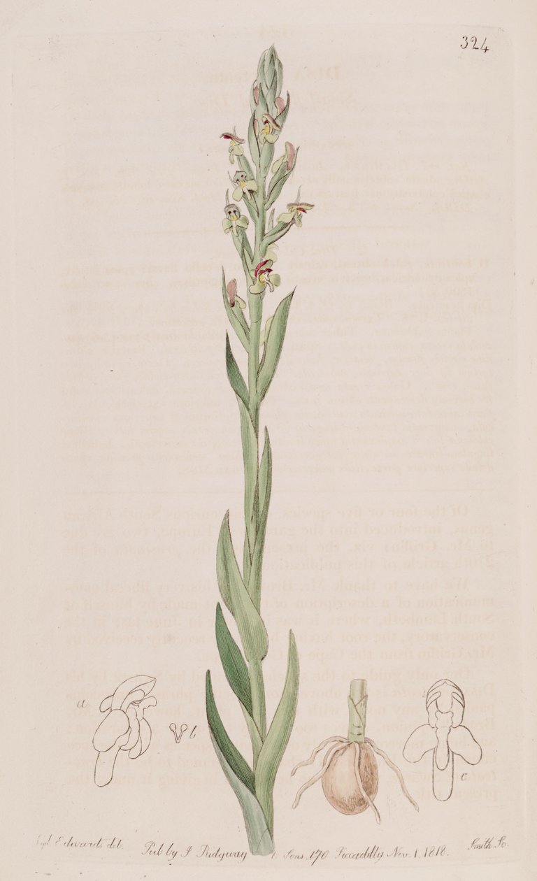 Illustration of Disa bracteata av Sydenham Teast Edwards