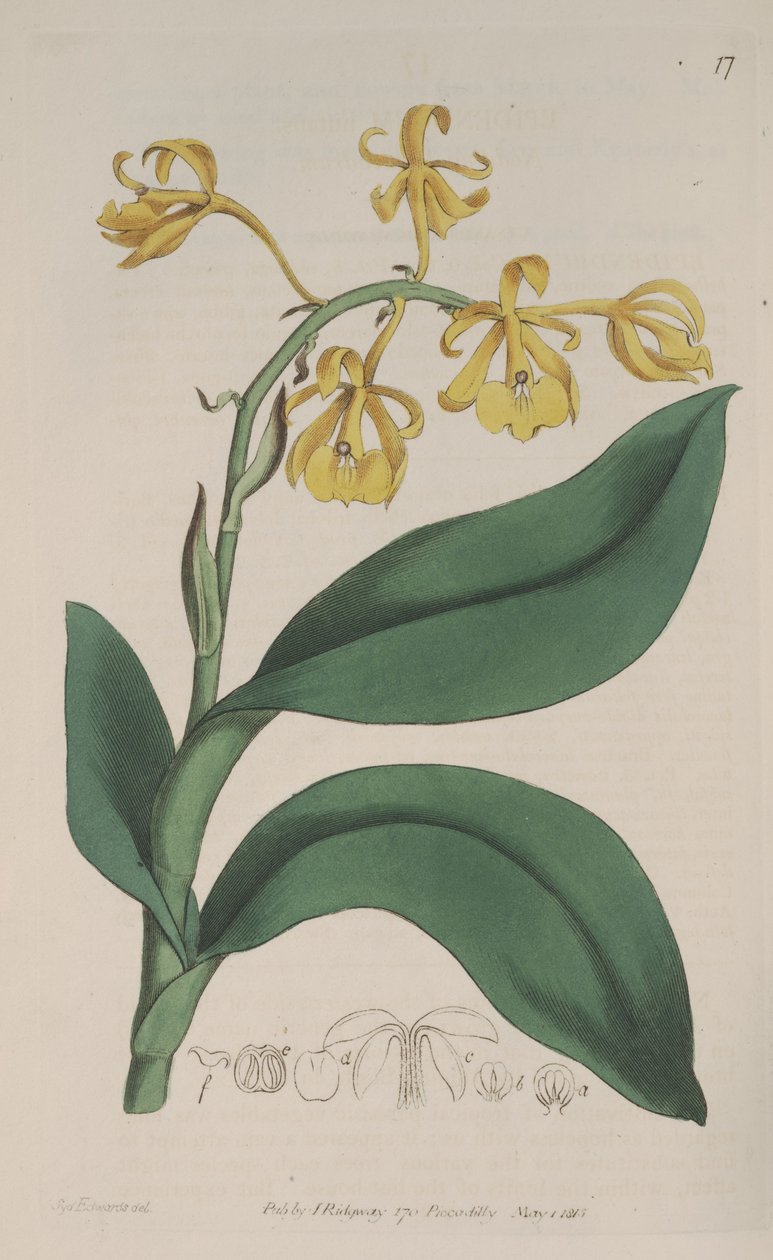 Illustration av Epidendrum Nutans av Sydenham Teast Edwards