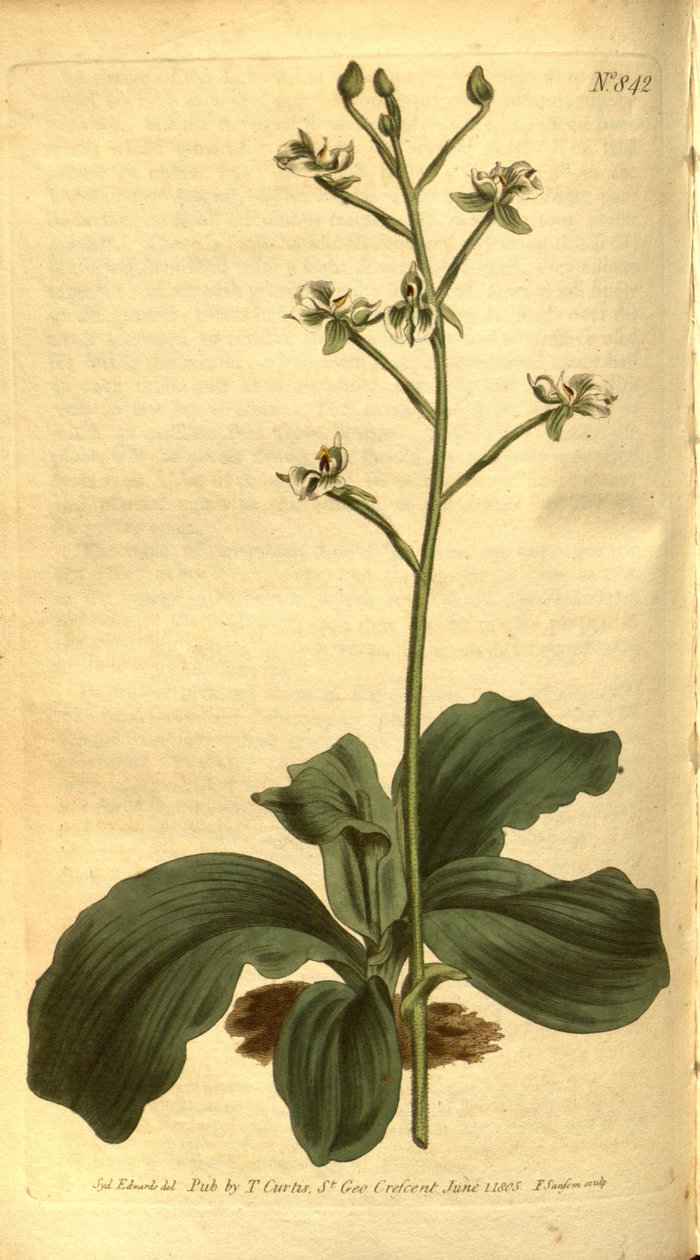Illustration av Ponthieva Racemosa av Sydenham Teast Edwards