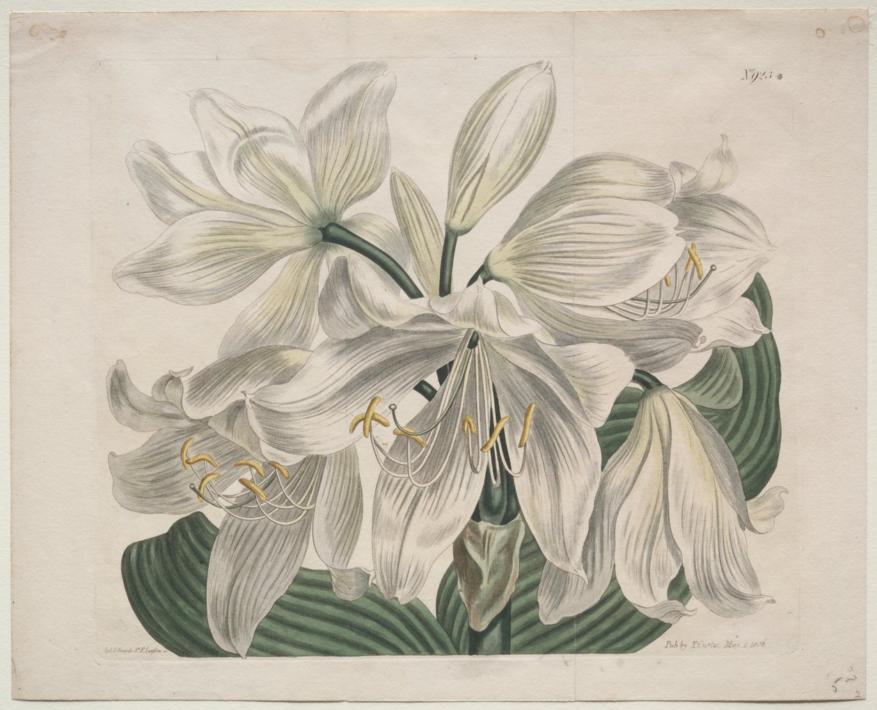 The Botanical Magazine eller Flower Garden Visas: White Cape - Coast Lily av Sydenham Edwards