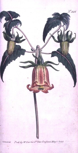 Canary Island Bell Flower (Canarina campanula), tallrik 444 från William Curtis 