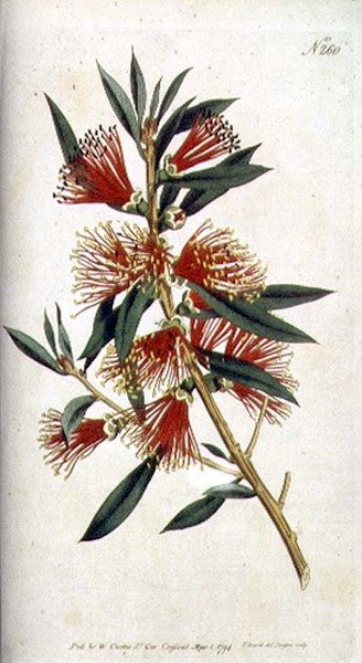 Hårdbladiga Metrosideros (Metrosideros citrina), från William Curtis 