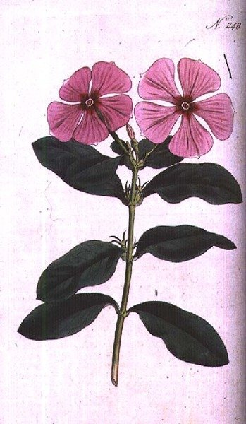 Periwinkle (Vinca rosea madagascar), tallrik 248 från William Curtis 