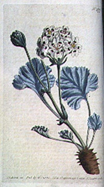 Tjockskaftad trananäbb (Pelargonium crassicaule), skylt 477 från William Curtis 