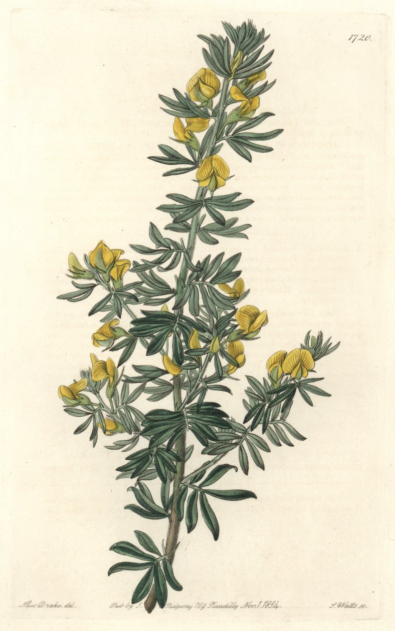 Adesmia de Loudon, infödd i Tasmanien (Australien) - Water of S. Watts från en illustration av Sarah Anne Drake (1803-1857), från det botaniska registret av Sydenham Teast Edwards