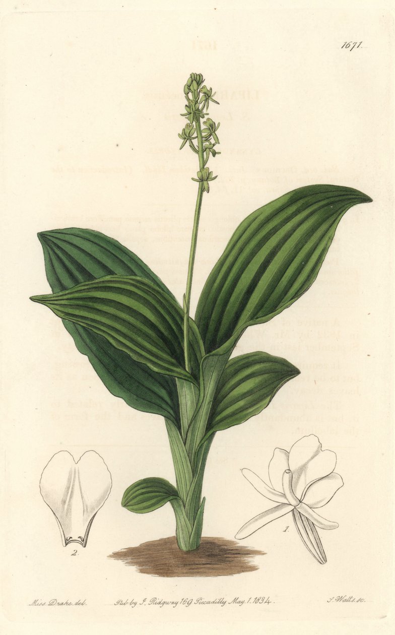 African Liparis Orchid - Water forte av S. Watts från en illustration av Sarah Anne Drake (1803-1857), från Botanical Register av Sydenham Teast Edwards