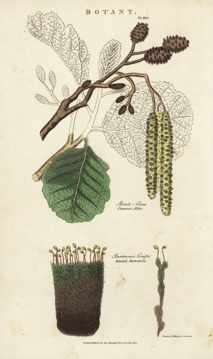 Al (aune) och mossvariet - Vanligt alträd, Betula alnus, och frizzled bartramia, Bartramia crispa. Handfärgad kopparstick efter Sydenham Edwards från John Mason Goods Pantologia, a New Encyclopedia, G. Kearsley, London av Sydenham Teast Edwards