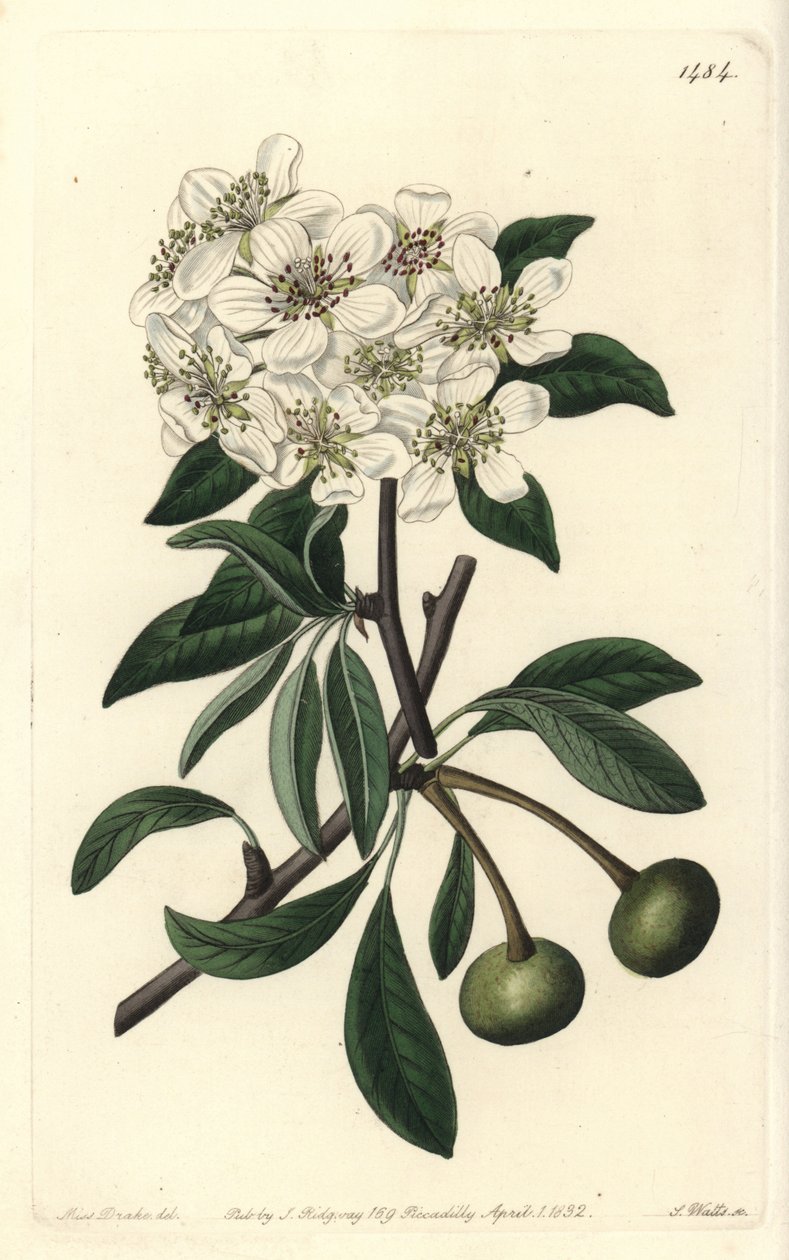Mandelbladspäron - Mandelbladspäron, Pyrus amygdaliformis (Snöpäron, Pyrus nivalis). Handkolorerad kopparstick av S. Watts efter en illustration av Sarah Drake från Sydenham Edwards